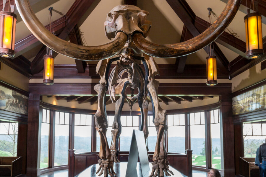 HiRes JPG-2014_Top of the Rock_Ancient Ozarks Natural History Museum_Woolly Mammoth HiRes JPG-2014_Top of the Rock_Ancient Ozarks Natural History Museum_Woolly Mammoth