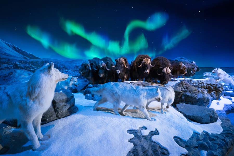 Wonders of Wildlife National Museum and Aquarium muskos wolves Wonders of Wildlife National Museum and Aquarium display featuring bison and muskox wolves.