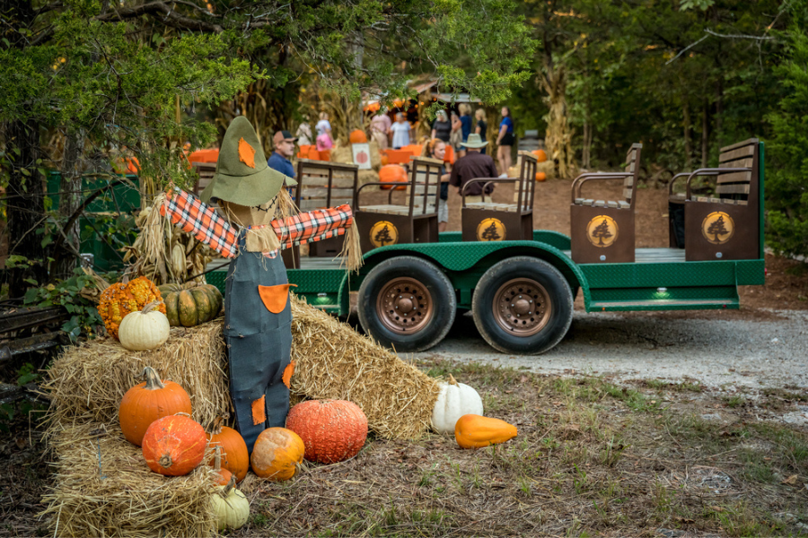 Fall Tram Rides